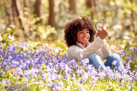Boy In Spring Woodlands Examining Bluebells With Magnifying Glassの写真素材