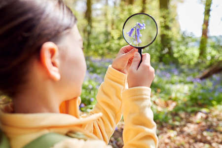 Girl In Spring Woodlands Examining Bluebells With Magnifying Glassの写真素材