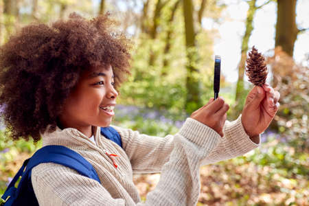 Boy In Spring Woodlands Examining Pine Cone With Magnifying Glass