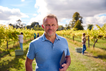 Portrait Of Mature Male Worker With Digital Tablet Harvesting Grapes In Vineyard For Wine Productionの写真素材