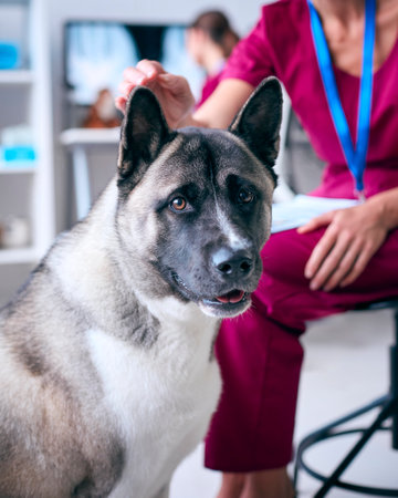 Close Up Of Female Vet Examining And Stroking Pet Akita Dog In Surgery With Colleague At Computer