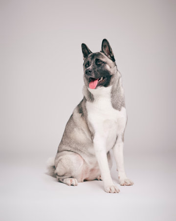 Full Length Studio Portrait Of Pet Akita Dog Against Grey Backgroundの写真素材