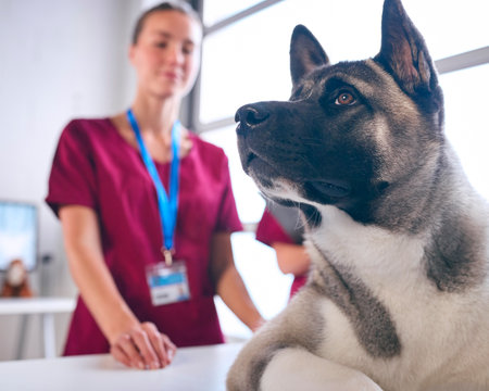 Close Up Of Female Vet Examining And Stroking Pet Akita Dog In Surgeryの写真素材