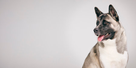 Full Length Studio Portrait Of Pet Akita Dog Against Grey Backgroundの写真素材