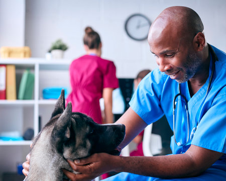Male Vet Examining And Stroking Pet Akita Dog In Surgery With Colleague At Computer In Background