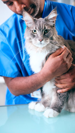 Close Up Of Male Vet Examining Pet Cat In Surgeryの写真素材