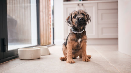 Cute Border Terrier Puppy Sitting On Kitchen Floor At Home