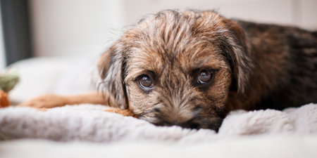 Cute Border Terrier Puppy Lying In Dog Bed At Home
