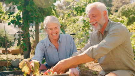 Close Up Of Retired Senior Couple Working In Vegetable Garden Or Allotment Picking Beetrootの写真素材