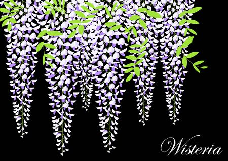 Blooming wisteria branch with leaves vector illustrationのイラスト素材