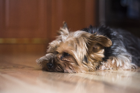 Sad Yorkshire terrier resting on the floorの写真素材