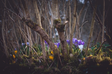 Beautiful spring purple crocusesの写真素材