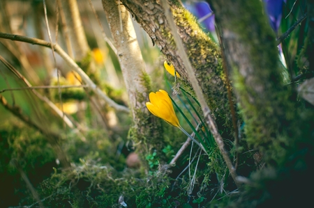 Beautiful yellow crocuses in spring sunshineの写真素材