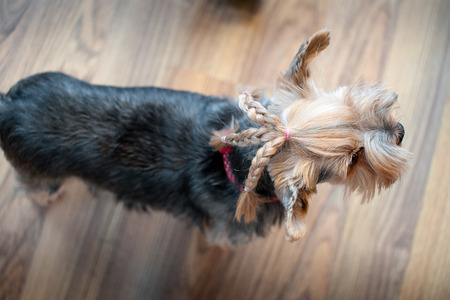Yorkshire terrier hairs combed in braids, thor stylesの写真素材