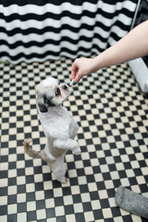 Beautiful young Shih Tzu dog with big eyes standing on the paws his lady begs for foodの写真素材