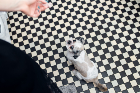 Beautiful young Shih Tzu dog with big eyes looking at his lady and waiting for foodの写真素材