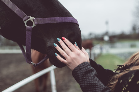 girl stroking the nose of a big brown horseの写真素材