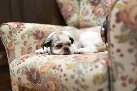 Cute Shih Tzu sleeping on the shabby chic chairの写真素材