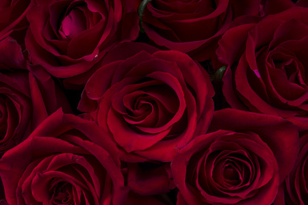 Beautiful bouquet of roses, texture or wallpaper