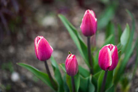 Pink Tulips growing in a garden, summer dayの写真素材