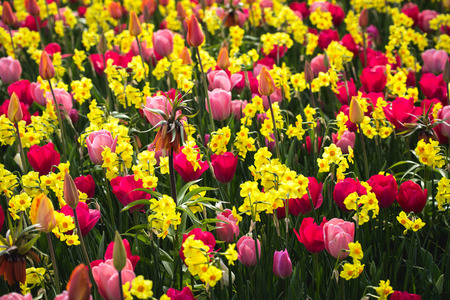 Beautiful colorful tulips growing in the park. Flower festival in Keukenhof at spring in March 2017の写真素材