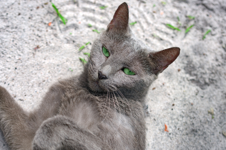 Green eye blue russian cat lies on the ground. Koh Rong Samloem island, Cambodiaの写真素材
