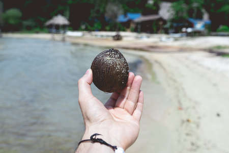 Man's hand with small coconut. Tropical island of Koh Rong Samloem. Cambodia, Asia.