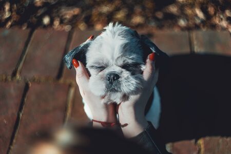 Happy Shih tzu stroked by his lady. Beautiful sunny day, autumn.の写真素材