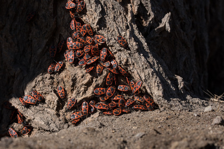 Pyrrhocoris apterus, army of red wooden bugs on a tree bark in the park