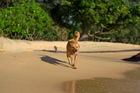 Golden hair dog running on the Lazy Beach shore in the glory of the sunset.の写真素材