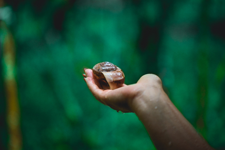 Woman holding in hand snail shell with green background on the backの写真素材