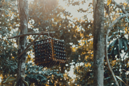 A vintage designed lamp hanged at the tree in the jungle. Retro style filter.の写真素材