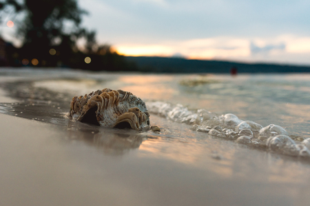 Big shell lies on the beach with sunset in the backgroundの写真素材