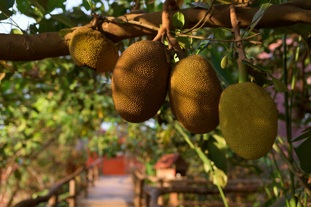 Jackfruit tree with ripe jackfruit fruits grooving in the branch. Cambodia, Banlung province.の写真素材