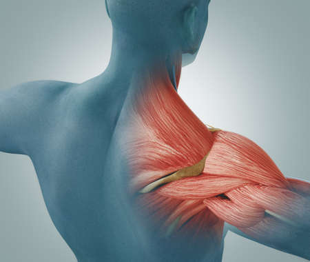 Man view from back. Blades, shoulder and trapezoid 3d renderingの写真素材