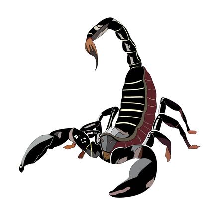 illustration of scorpion, vector graphic, tattooのイラスト素材