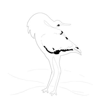 Vector illustration. Sketch of storkのイラスト素材