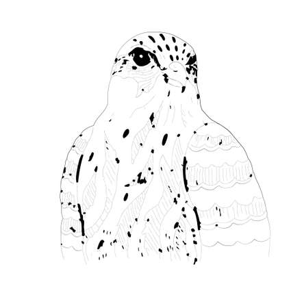 hand-drawn falcon. Vector illustration of a falcon in graphicsのイラスト素材