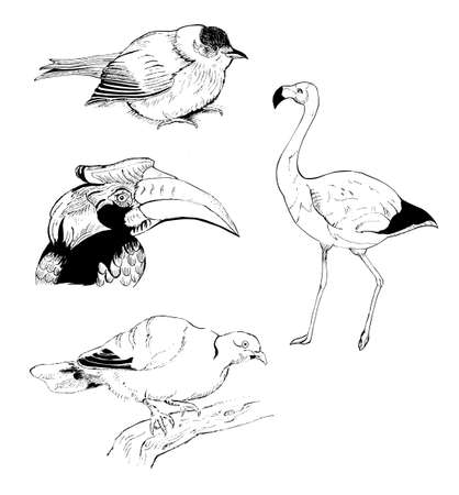 vector illustration of a freehand birds in graphicのイラスト素材