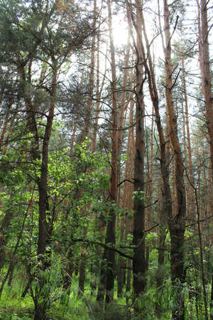 Summer forest. Forest in the morning. Photo pine forest in daylight. Daylight makes its way through the trees in the forest. Summer landscape.の写真素材