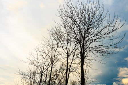 Dry trees