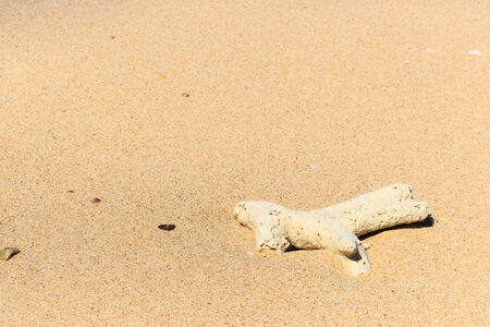 a coral on beach at Trang ,Thailandの写真素材