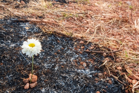 white flower can survive on ash of burnt grass due to wildfireの写真素材