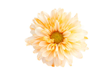 orange color Chrysanthemum on white background  isolated の写真素材