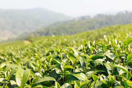 Tea plantation at Doi Mae Salong ,Chiangrai  ,Thailandの写真素材
