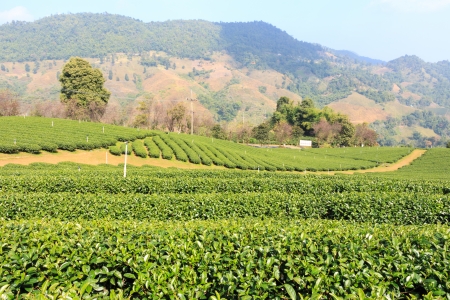 Tea plantation and blue sky at Doi Mae Salong ,Chiangrai ,Thailandの写真素材