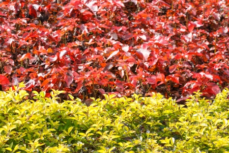 Golden dewdrop flowersの写真素材
