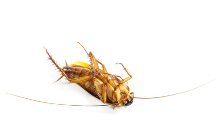 cockroach turn face up on white isolated  and blank area at upper sideの写真素材