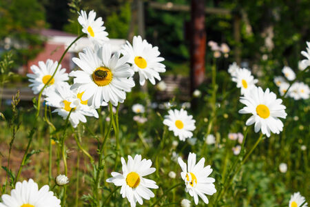 Chrysanthemum   Dendranthemum grandifflora  and bug in morning at Japanの写真素材