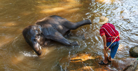 Thai young elephant was take a bath with mahout (elephant driver , elephant keeper ) in Maesa elephant camp ,  Chiang Mai , Thailandのeditorial素材